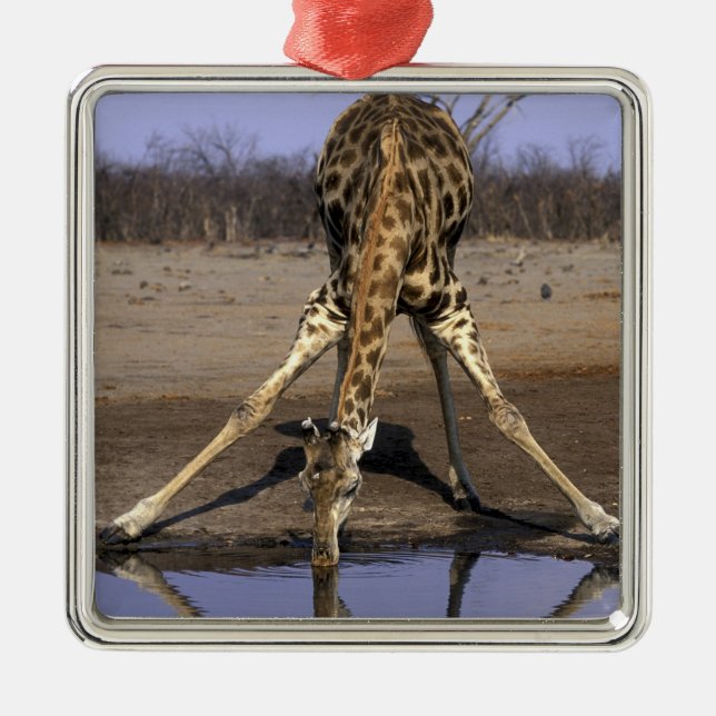 Afrika, Botswana, Chobe National Park, Giraff Julgransprydnad Metall (Framsidan)