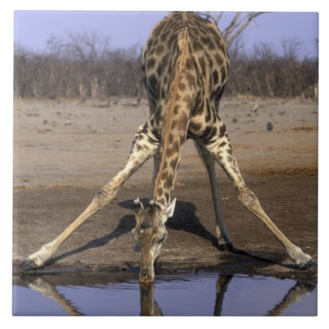 Afrika, Botswana, Chobe National Park, Giraff Kakelplatta (Framsidan)