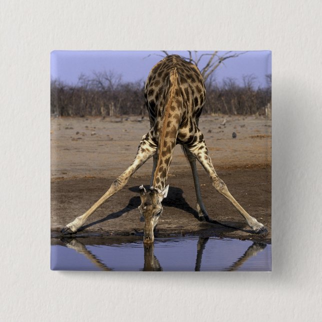 Afrika, Botswana, Chobe National Park, Giraff Knapp (Framsida)