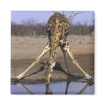 Afrika, Botswana, Chobe National Park, Giraff