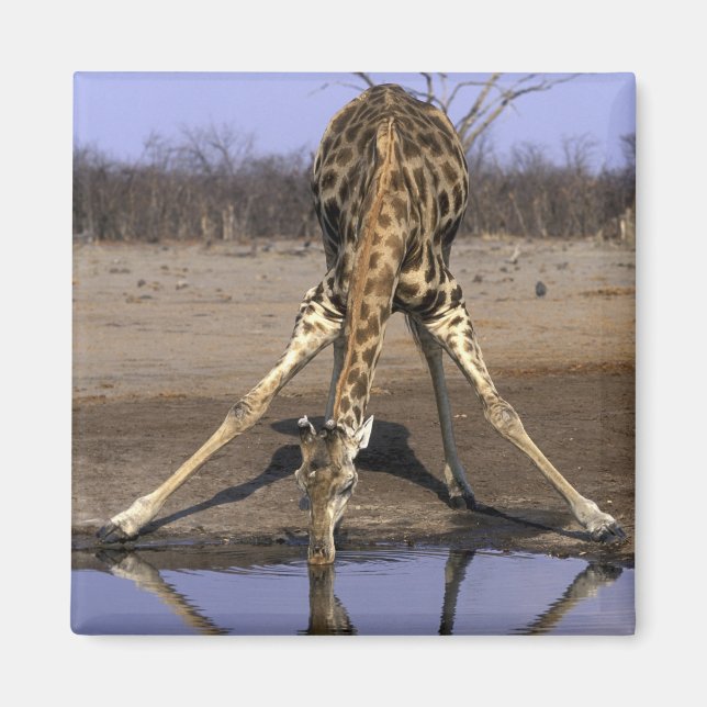 Afrika, Botswana, Chobe National Park, Giraff Magnet (Framsidan)