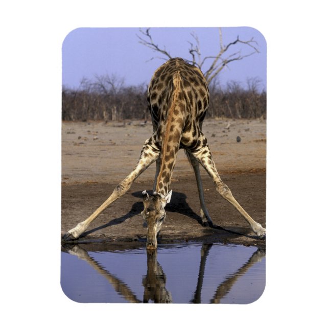 Afrika, Botswana, Chobe National Park, Giraff Magnet (Vertikal)