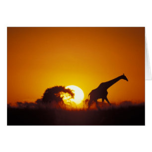 Afrika, Botswana, Chobe National Park, Giraffe 2 Hälsningskort