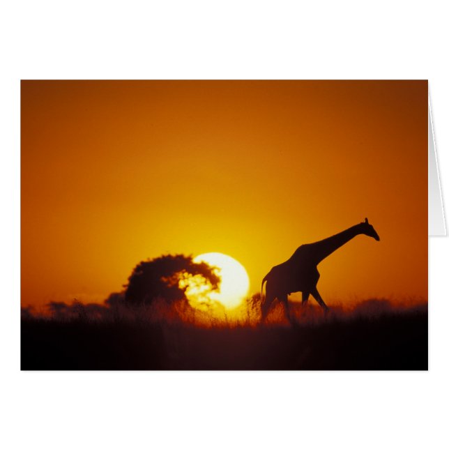 Afrika, Botswana, Chobe National Park, Giraffe 2 Hälsningskort (Framsidan Horizontal)