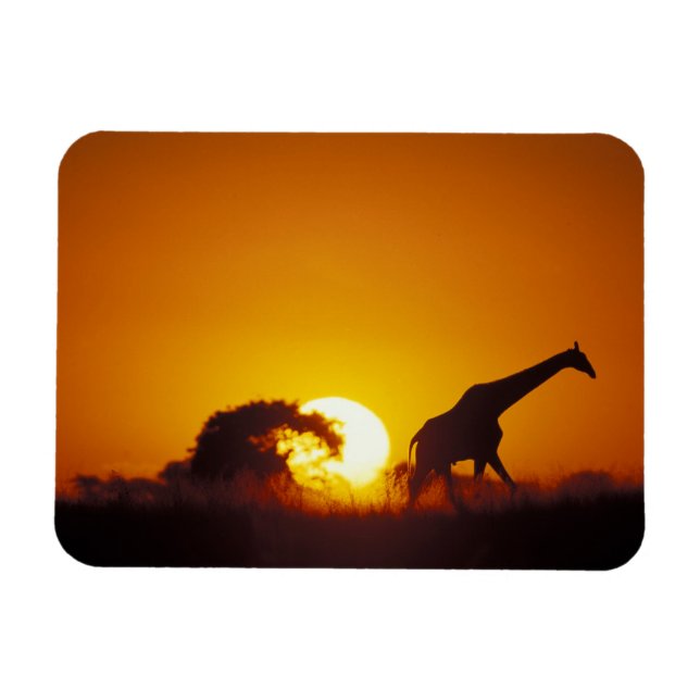 Afrika, Botswana, Chobe National Park, Giraffe 2 Magnet (Horisontell)