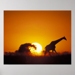 Afrika, Botswana, Chobe National Park, Giraffe 2 Poster
