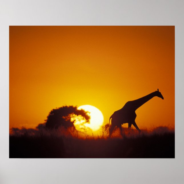 Afrika, Botswana, Chobe National Park, Giraffe 2 Poster (Framsidan)