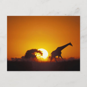 Afrika, Botswana, Chobe National Park, Giraffe 2 Vykort