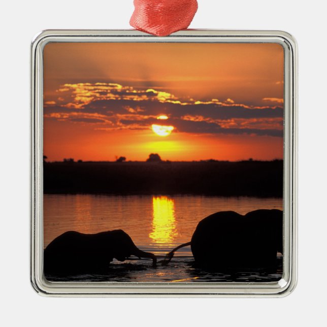 Afrika, Botswana, Chobe National Park, Herd Julgransprydnad Metall (Framsidan)