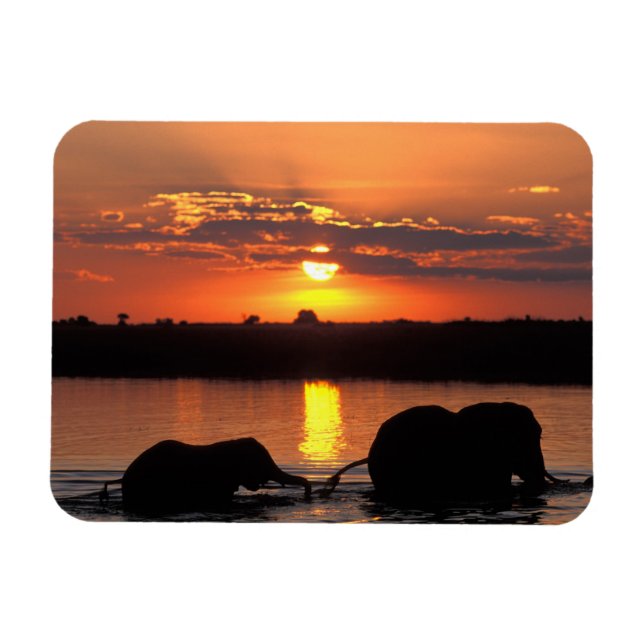 Afrika, Botswana, Chobe National Park, Herd Magnet (Horisontell)