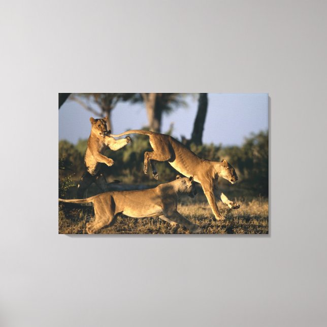 Afrika, Botswana, Chobe National Park, Lejonhannar Canvastryck (Framsida)