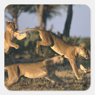 Afrika, Botswana, Chobe National Park, Lejonhannar Fyrkantigt Klistermärke