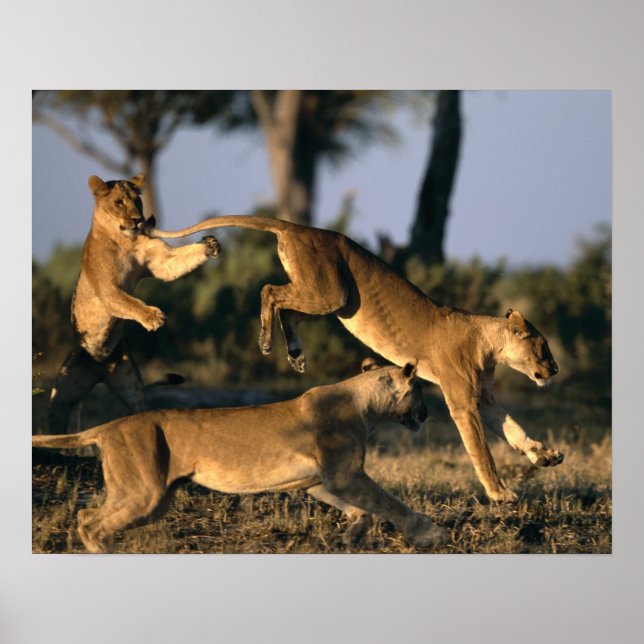 Afrika, Botswana, Chobe National Park, Lejonhannar Poster (Framsidan)