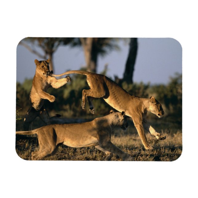 Afrika, Botswana, Chobe National Park, Lejonhonor Magnet (Horisontell)