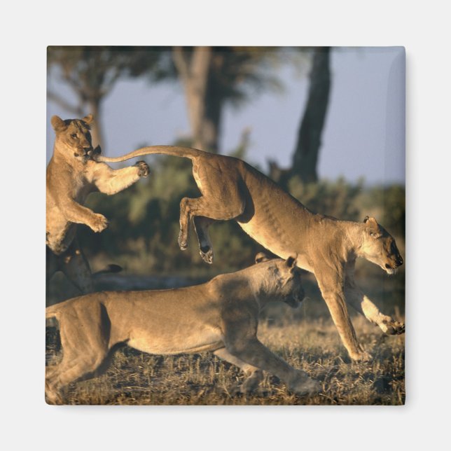 Afrika, Botswana, Chobe National Park, Lejonhonor Magnet (Framsidan)