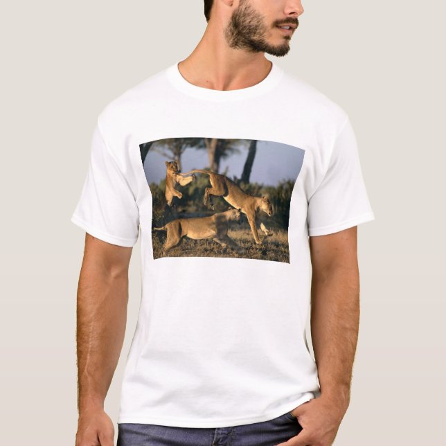 Afrika, Botswana, Chobe National Park, Lionesses T-shirt (Framsida)