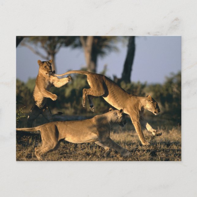 Afrika, Botswana, Chobe National Park, Lionesses Vykort (Framsida)