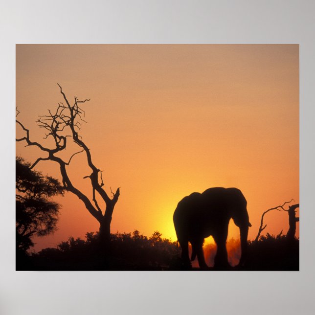 Afrika, Botswana, Chobe National Park, Setting Poster (Framsidan)