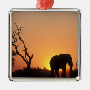 Afrika, Botswana, Chobe National Park, Solnedgång Julgransprydnad Metall