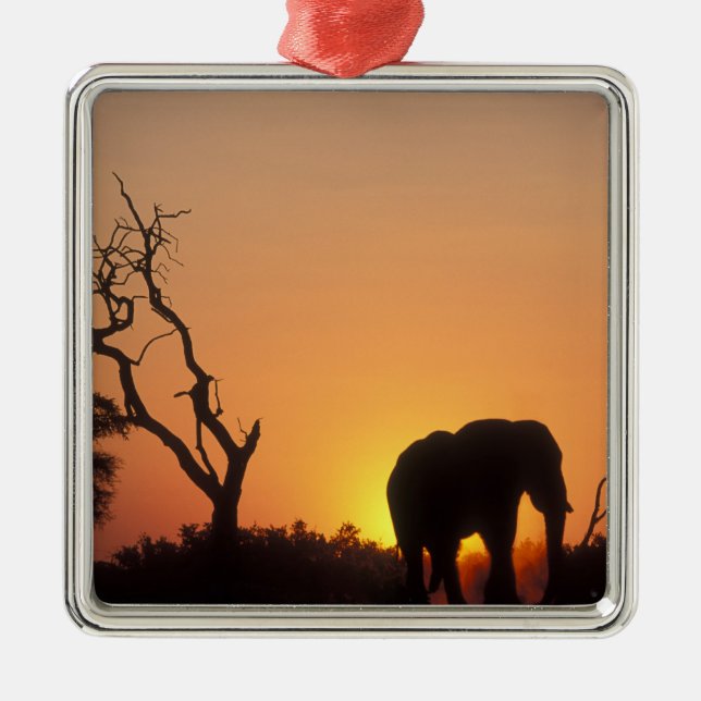 Afrika, Botswana, Chobe National Park, Solnedgång Julgransprydnad Metall (Framsidan)