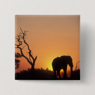 Afrika, Botswana, Chobe National Park, Solnedgång Knapp