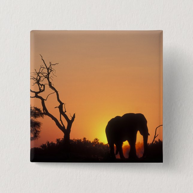 Afrika, Botswana, Chobe National Park, Solnedgång Knapp (Framsida)