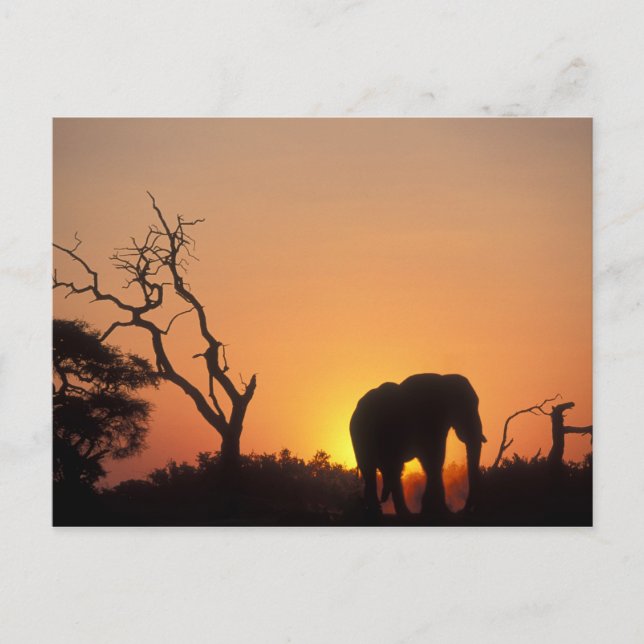 Afrika, Botswana, Chobe National Park, Solnedgång Vykort (Framsida)