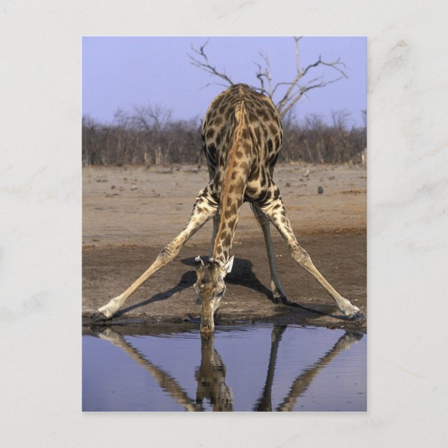 Afrika, Botswana, Giraff Vykort (Framsida)