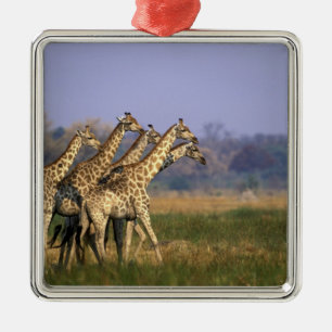 Afrika, Botswana, Moremi Game Reserve Julgransprydnad Metall