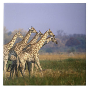 Afrika, Botswana, Moremi Game Reserve Kakelplatta