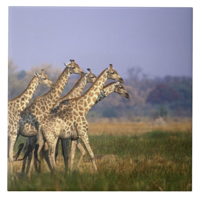 Afrika, Botswana, Moremi Game Reserve Kakelplatta (Framsidan)