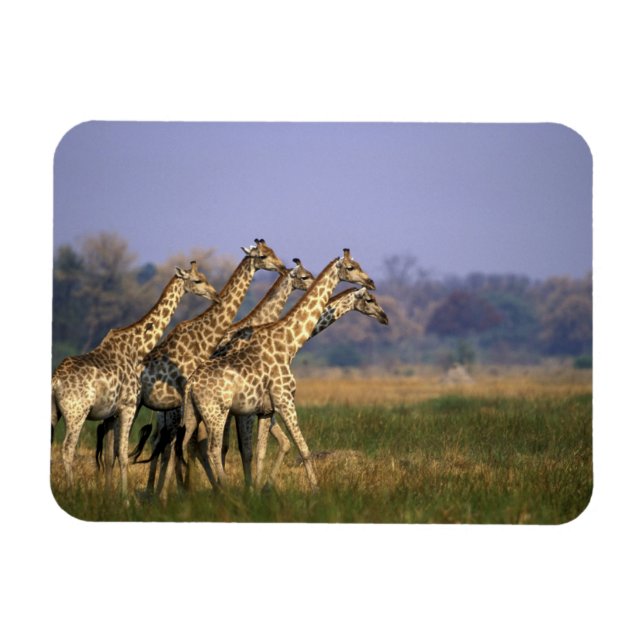 Afrika, Botswana, Moremi Game Reserve Magnet (Horisontell)