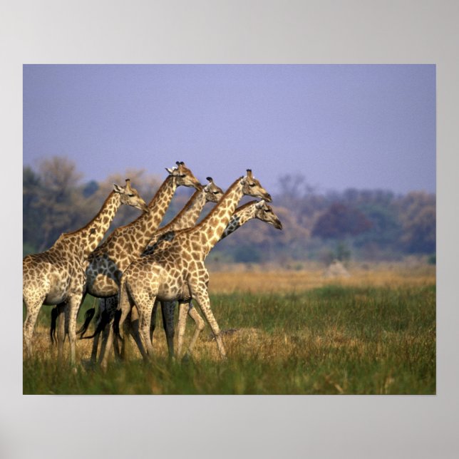 Afrika, Botswana, Moremi Game Reserve Poster (Framsidan)