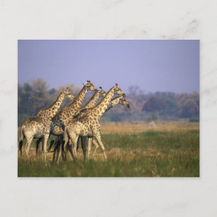 Afrika, Botswana, Moremi Game Reserve Vykort
