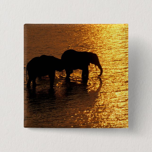 Afrika, Botswana, Okavango Delta. Afrikansk Knapp (Framsida)