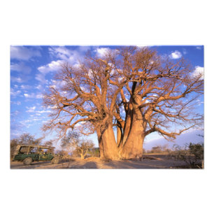 Afrika, Botswana, Okavango Delta. Baobab Fototryck