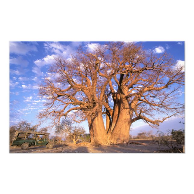 Afrika, Botswana, Okavango Delta. Baobab Fototryck (Framsidan)