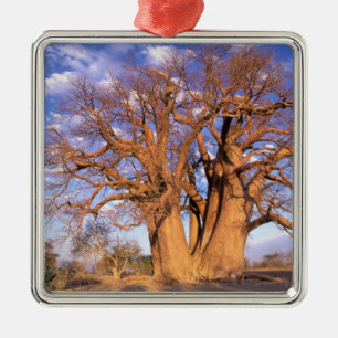 Afrika, Botswana, Okavango Delta. Baobab Julgransprydnad Metall