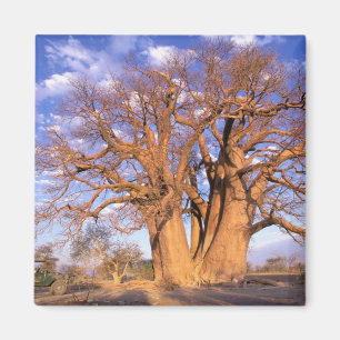 Afrika, Botswana, Okavango Delta. Baobab Magnet