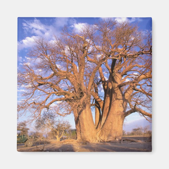 Afrika, Botswana, Okavango Delta. Baobab Magnet (Framsidan)