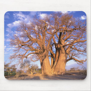 Afrika, Botswana, Okavango Delta. Baobab Musmatta