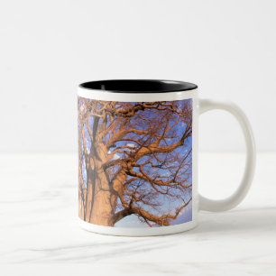Afrika, Botswana, Okavango Delta. Baobab Två-Tonad Mugg