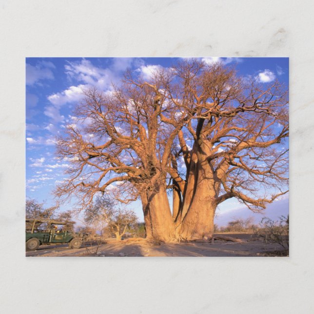 Afrika, Botswana, Okavango Delta. Baobab Vykort (Framsida)