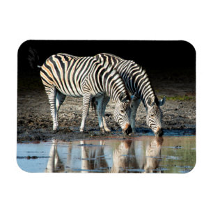 Afrika,Botswana, Okavango Delta, Davison Camp Magnet