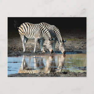 Afrika,Botswana, Okavango Delta, Davison Camp Vykort