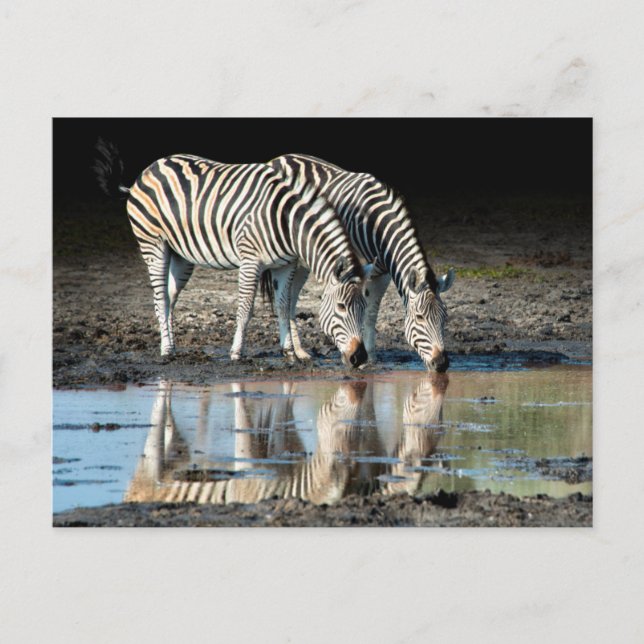 Afrika,Botswana, Okavango Delta, Davison Camp Vykort (Framsida)