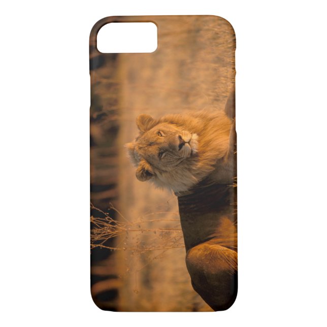 Afrika, Botswana, Okavango Delta. Lejon (Panthera) Case-Mate iPhone Skal (Baksida)