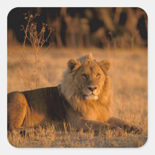 Afrika, Botswana, Okavango Delta. Lejon (Panthera Fyrkantigt Klistermärke