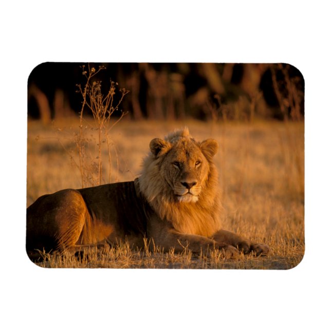 Afrika, Botswana, Okavango Delta. Lejon (Panthera) Magnet (Horisontell)