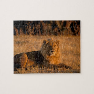 Afrika, Botswana, Okavango Delta. Lejon (Panthera Pussel